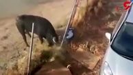 لحظه حمله مرگبار گاو خشمگین به یک تماشاچی! +فیلم