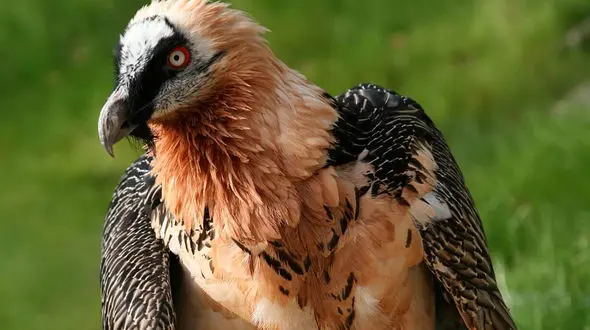 دانستنی های جالب درباره همای سعادت + عکس 