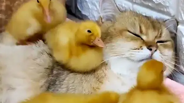 زیبایی های جنگل تا نگهداری گربه از جوجه اردک ها