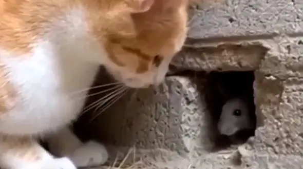 فیلم شکار سریع موش توسط گربه از داخل سوراخ دیوار