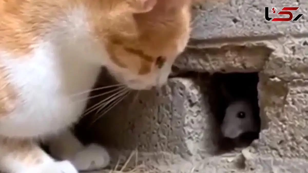 فیلم شکار سریع موش توسط گربه از داخل سوراخ دیوار
