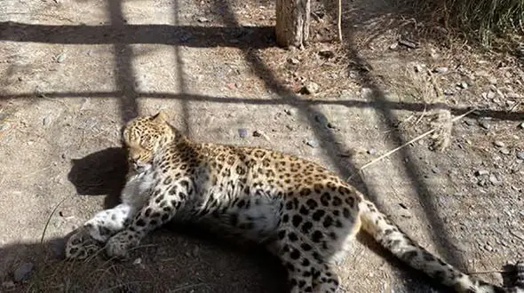 شکستگی دست پلنگ باغ‎وحش مشهد