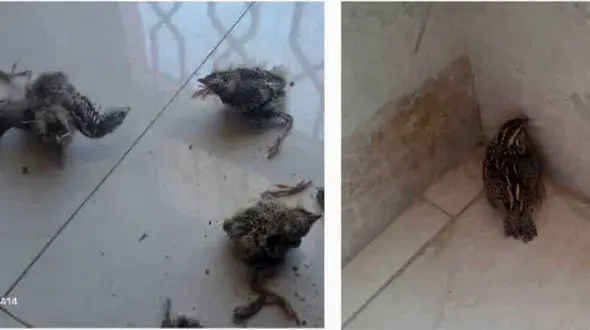 اتباع غیرقانونی یک گونه پرنده نادر را شکار کردند / بلافاصله دستگیر شدند + جزئیات