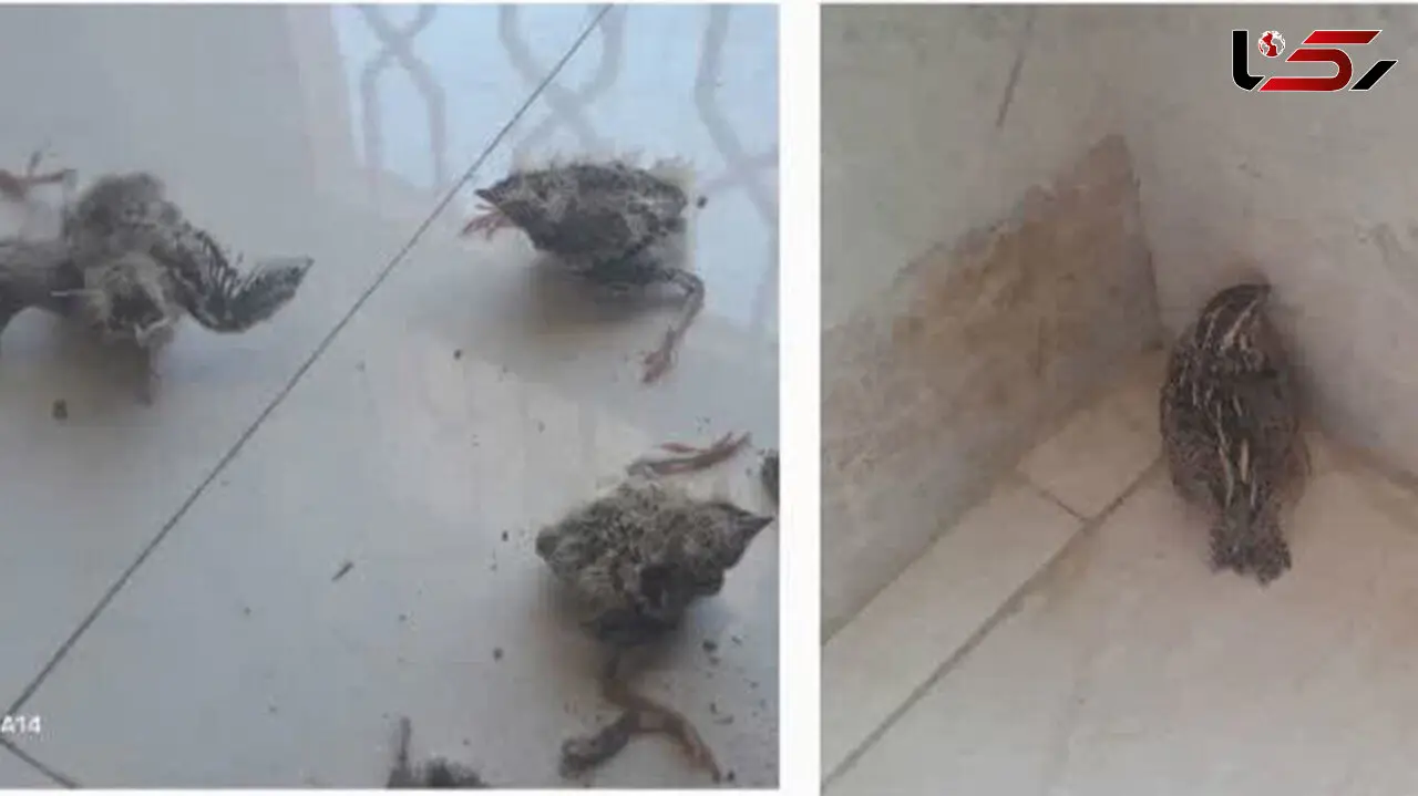 اتباع غیرقانونی یک گونه پرنده نادر را شکار کردند / بلافاصله دستگیر شدند + جزئیات