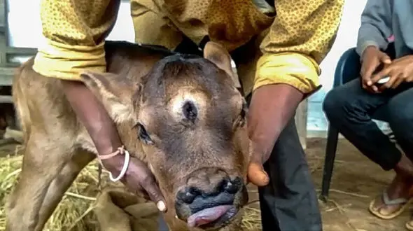 تولد گوساله با 3 چشم و 4 سوراخ بینی+ فیلم