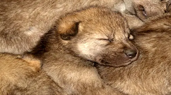 مرگ تکاندهنده 4 توله گرگ در فارس 