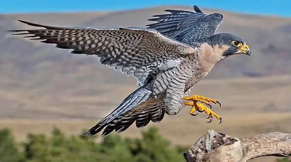 شاهین شکاری آتش نشانان را به خانه مسکونی در مهاباد کشاند