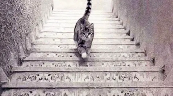 تست روانشناسی/ گربه بالا می‌رود یا پایین؟