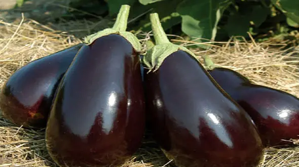 با این صیفی قند خونت را کنترل کن 