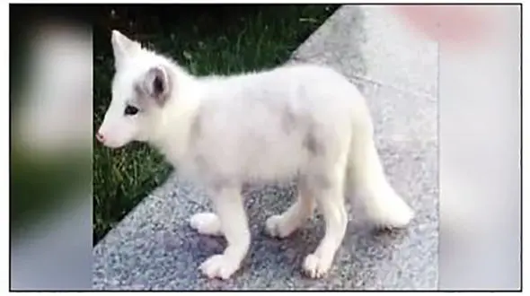 سگ خانگی روباه از آب درآمد! + عکس 