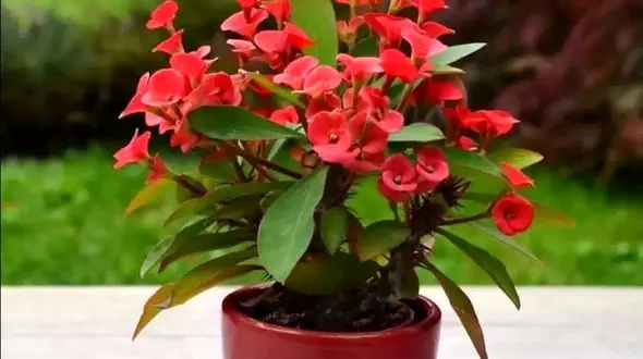 برخی از سوالات متداول درباره گل زیبای مرجان (فرفیون)