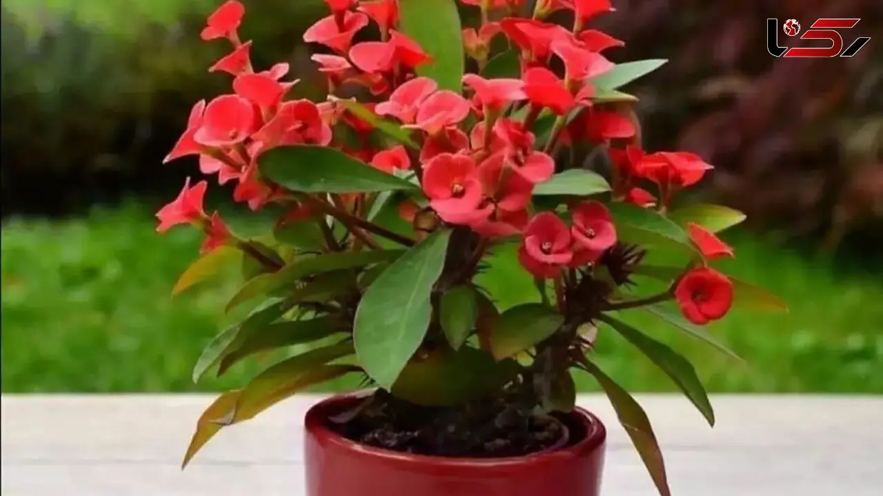 برخی از سوالات متداول درباره گل زیبای مرجان (فرفیون)