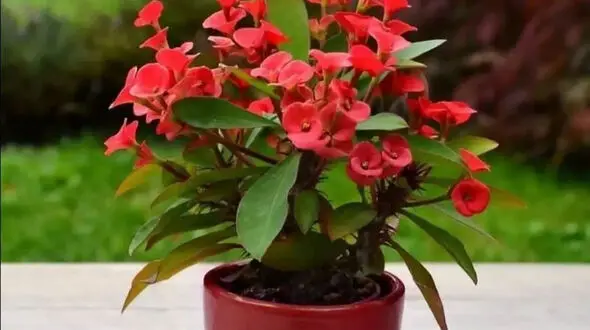 برخی از سوالات متداول درباره گل زیبای مرجان (فرفیون)