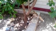 زنده گیری یک قلاده روباه در منزل مسکونی درشهرستان البرز