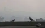 مرد نجار: تورم و گرانی عشق را از خانه ام ربود / بعد از 40 سال کار کردن، هیچی ندارم + فیلم