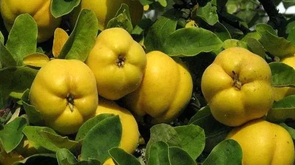 برداشت 400 تن میوه "به" در بروجرد