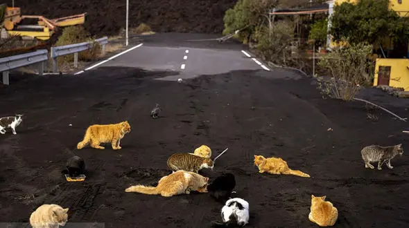 گربه های گرسنه در جست و جوی غذا + عکس