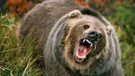 حمله خونین خرس در ارتفاعات هوراند / چوپان تحت چندین عمل جراحی قرار گرفت