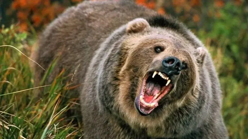 حمله خونین خرس در ارتفاعات هوراند / چوپان تحت چندین عمل جراحی قرار گرفت