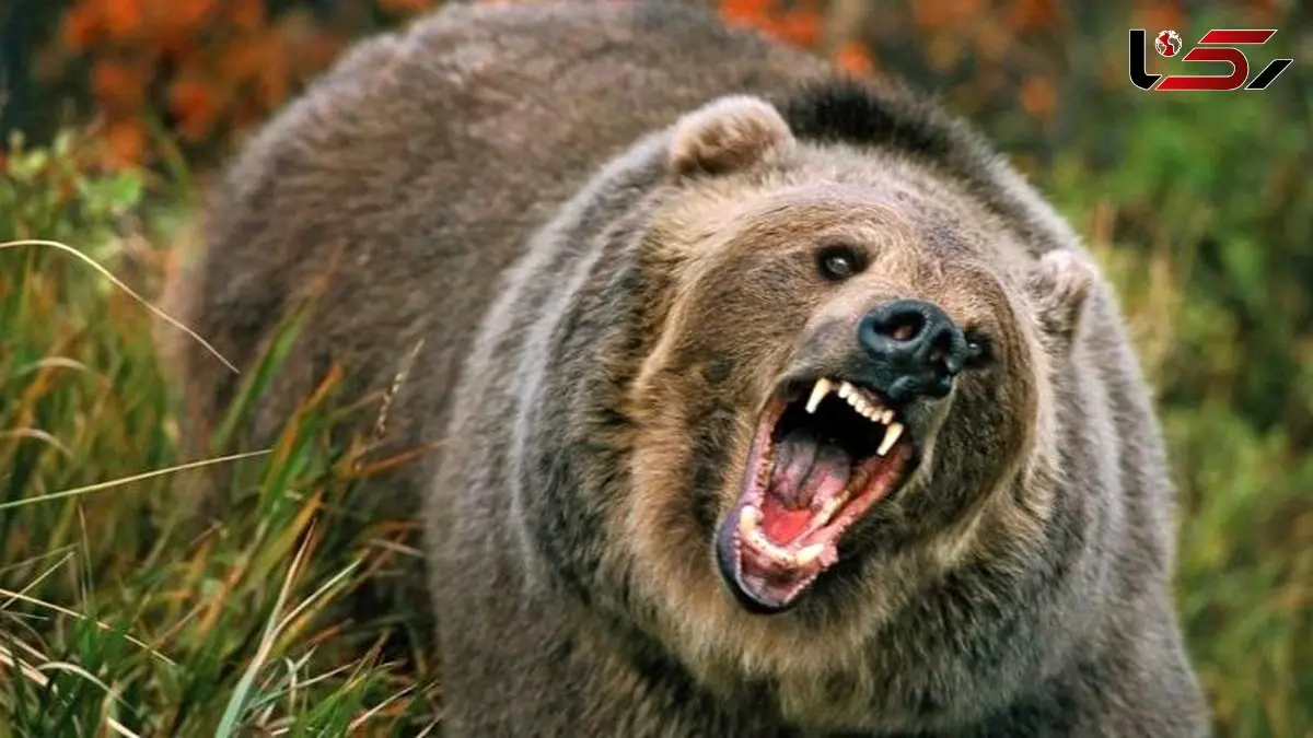 حمله خونین خرس در ارتفاعات هوراند / چوپان تحت چندین عمل جراحی قرار گرفت