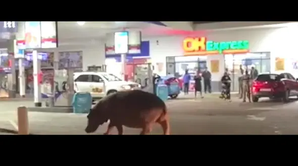 قدم زدن اسب آبی در پمپ بنزین+فیلم