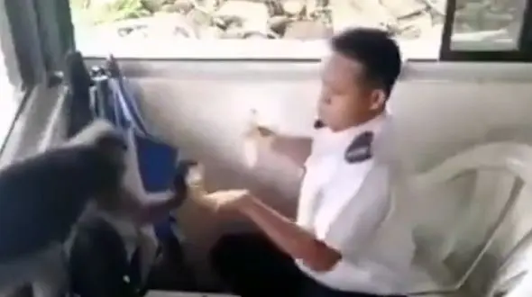 این میمون دزد ساندویچ بود + فیلم 