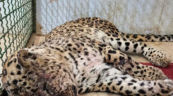 مرگ تلخ پلنگ زخمی در خراسان / علت مرگ در دست بررسی