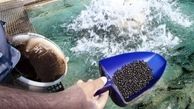 صادرات 865 تن خوراک ماهیان گرم آبی از لرستان