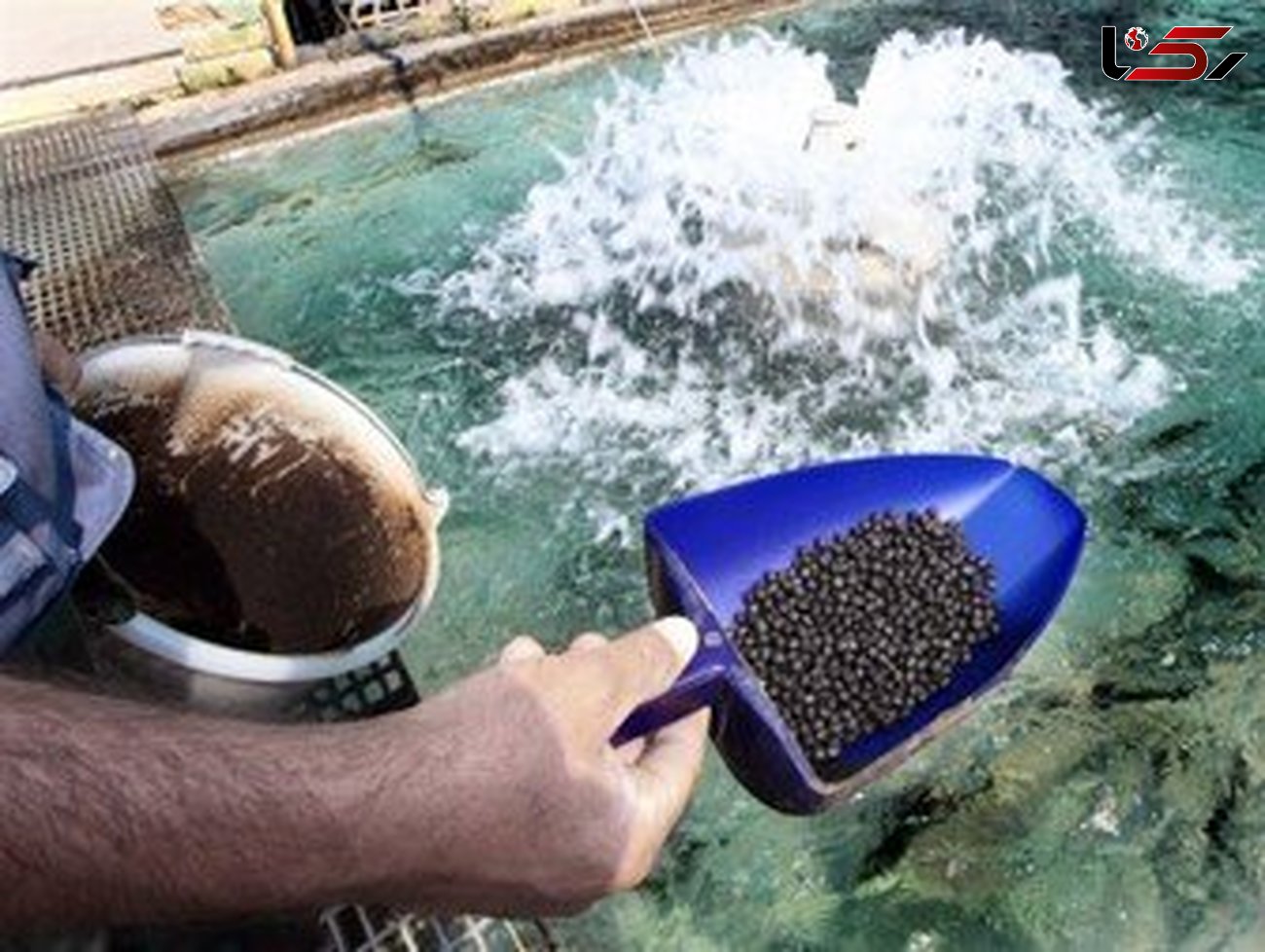 صادرات 865 تن خوراک ماهیان گرم آبی از لرستان