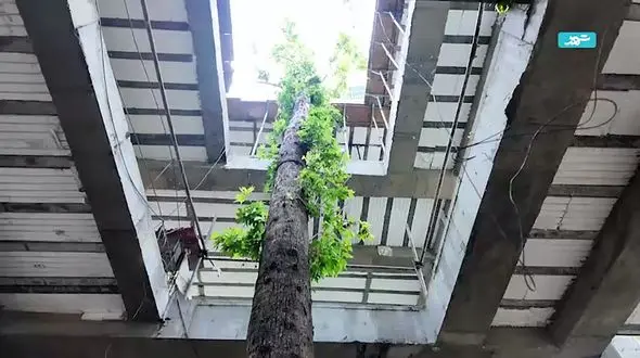 اجرای پروژه احداث سرای محله باغ فردوس با حفط چنار 80 ساله + عکس و فیلم