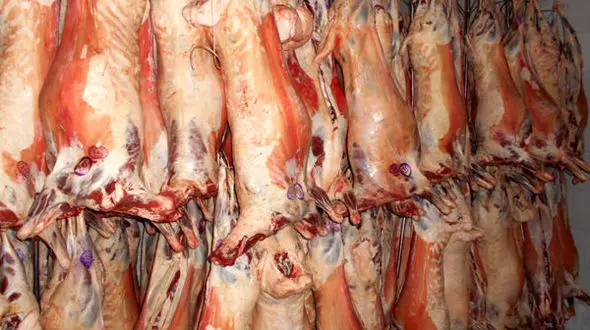 گوسفند عید قربان چقدر آب می خورد؟ 