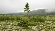درخت 9500 ساله در سوئد کشف شد+تصاویر