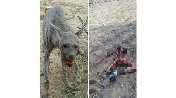 تصویر وحشتناک از تکه تکه شدن شهروند زنجانی توسط گرگ گرسنه!+ عکس