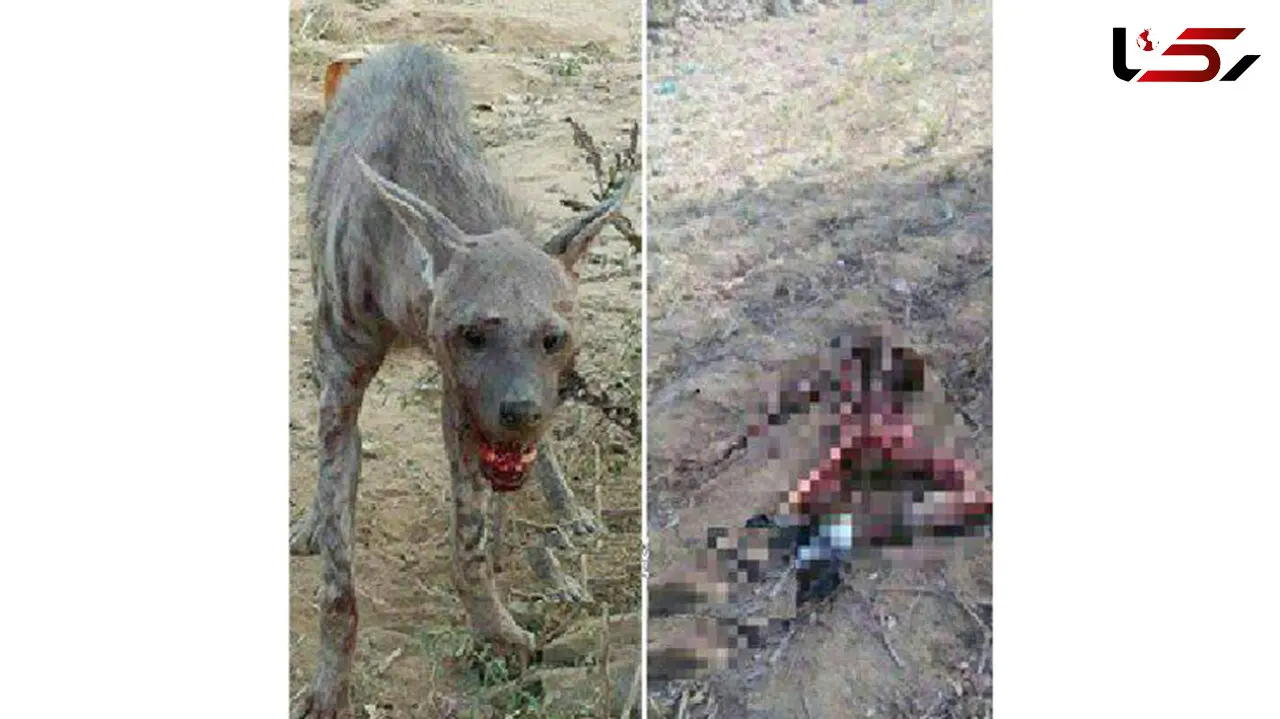 تصویر وحشتناک از تکه تکه شدن شهروند زنجانی توسط گرگ گرسنه!+ عکس