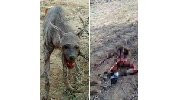 تصویر وحشتناک از تکه تکه شدن شهروند زنجانی توسط گرگ گرسنه!+ عکس