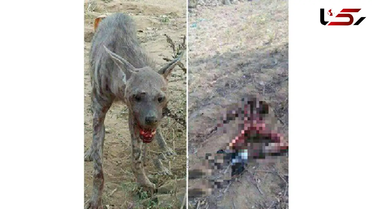 تصویر وحشتناک از تکه تکه شدن شهروند زنجانی توسط گرگ گرسنه!+ عکس