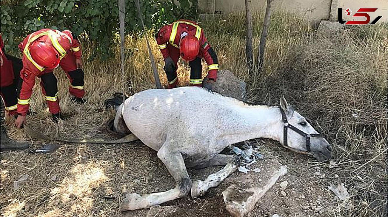 اسب سفید آتش نشانان تهرانی را به دردسر انداخت + عکس