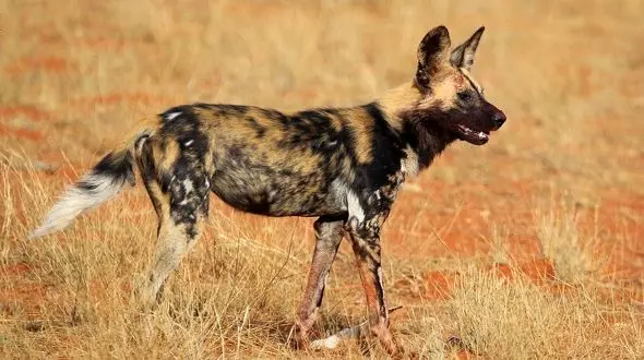 صحنه ای بسیار مهیج از مقاومت بزهای کوهی بر دیواره سنگ در برابر سگ های وحشی 