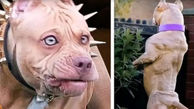 عکس خطرناک ترین سگ آمریکا / پیت بول قاتل 203 آمریکایی