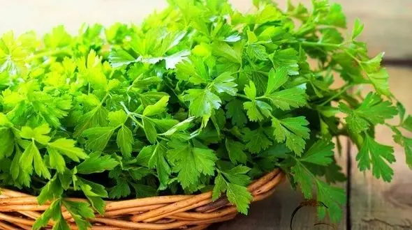 این سبزی معطر از شما در برابر سرطان دفاع می کند!