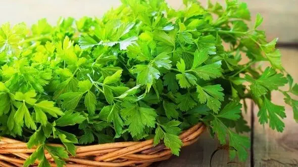 این سبزی معطر از شما در برابر سرطان دفاع می کند!