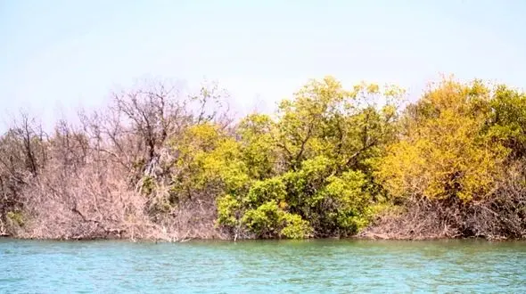 واکنش قوه قضائیه به خشک شدن جنگل های حرا و مانگرو/ آلودگی زیست محیطی قاچاق سوخت اعلام جرم می‌شود و مجازات دارد