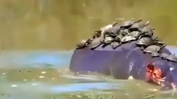 غافلگیری چند لاکپشت توسط اسب آبی | فیلم