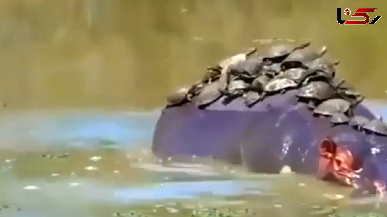 غافلگیری چند لاکپشت توسط اسب آبی | فیلم