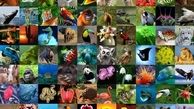 نزدیک به 50 درصد از گونه های جهان در ورطه کاهش جمعیت هستند