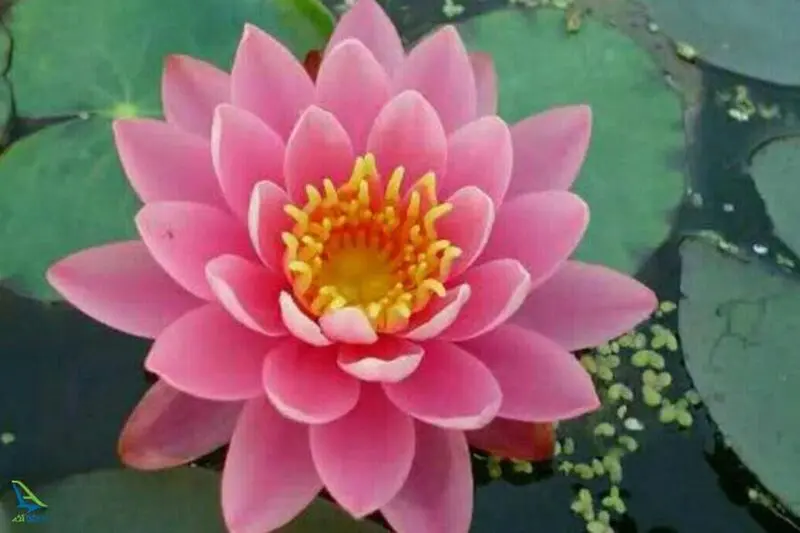 تالاب سلکه