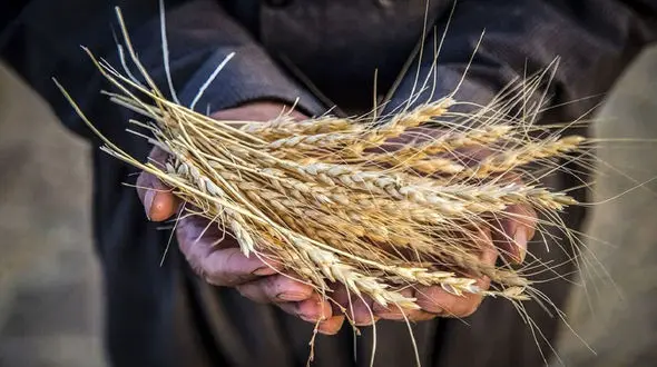 کشاورزان گندم را سبز می‌ چینند تا ضرر نکنند / بحران جدی در خودکفایی گندم در راه است!