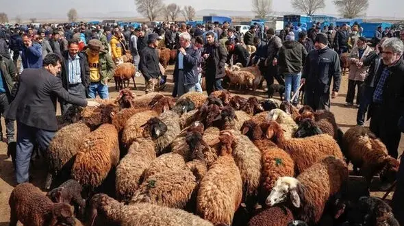 قیمت جدید گوسفند و گوساله در بازار + جدول