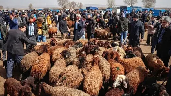 قیمت جدید گوسفند و گوساله در بازار + جدول