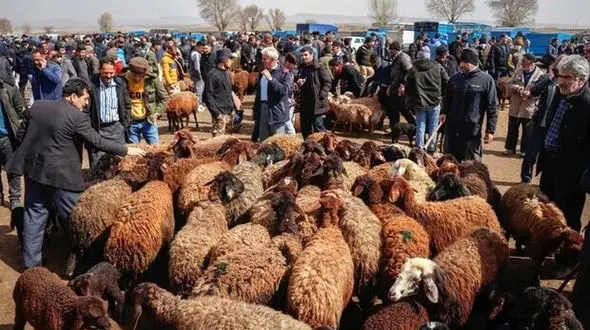 قیمت جدید گوسفند و گوساله در بازار + جدول